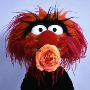 Meet your Posher, Ann